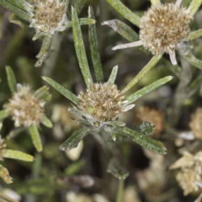 Euchiton sp. (A Cudweed) at Jarramlee-West MacGregor Grasslands - 6 Nov 2023 by kasiaaus