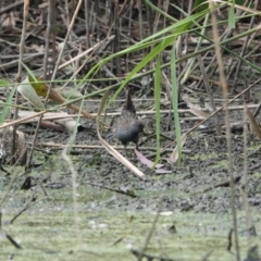 Porzana fluminea (Australian Spotted Crake) at Splitters Creek, NSW - 7 Nov 2023 by AlburyCityEnviros