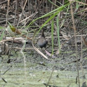 Porzana fluminea at Wonga Wetlands - suppressed