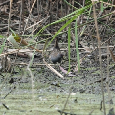 Porzana fluminea (Australian Spotted Crake) at Splitters Creek, NSW - 7 Nov 2023 by AlburyCityEnviros