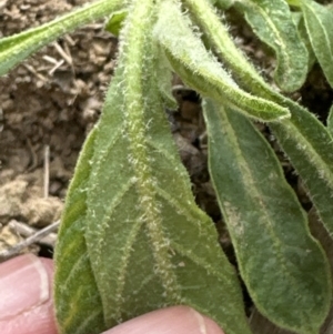 Solanum mauritianum at Kangaroo Valley, NSW - 13 Nov 2023