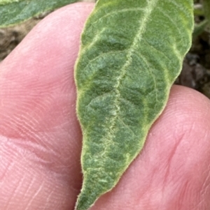 Solanum mauritianum at Kangaroo Valley, NSW - suppressed