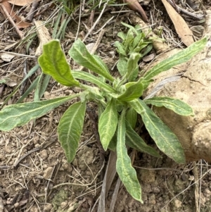 Solanum mauritianum at Kangaroo Valley, NSW - 13 Nov 2023
