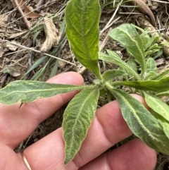 Solanum mauritianum at Kangaroo Valley, NSW - suppressed