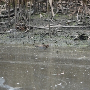 Zapornia pusilla at Wonga Wetlands - suppressed