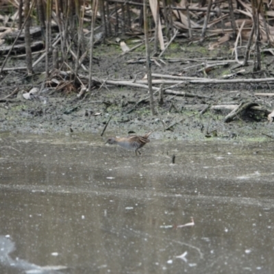 Zapornia pusilla (Baillon's Crake) at Albury - 7 Nov 2023 by AlburyCityEnviros