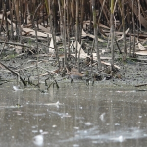 Zapornia pusilla at Wonga Wetlands - suppressed