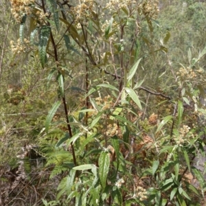 Olearia lirata at Birrigai - 23 Oct 2023 10:00 AM