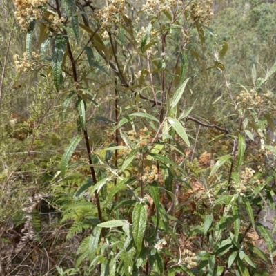 Olearia lirata (Snowy Daisybush) at Paddys River, ACT - 22 Oct 2023 by jac