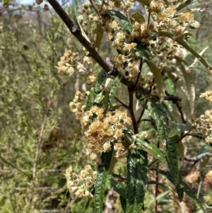 Olearia lirata at Birrigai - 23 Oct 2023 10:00 AM