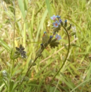 Myosotis discolor at Birrigai - 23 Oct 2023 12:00 PM