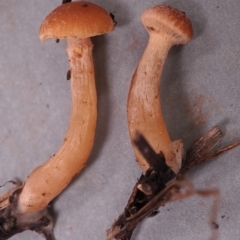 Tubaria furfuracea at ANBG - 16 May 2023