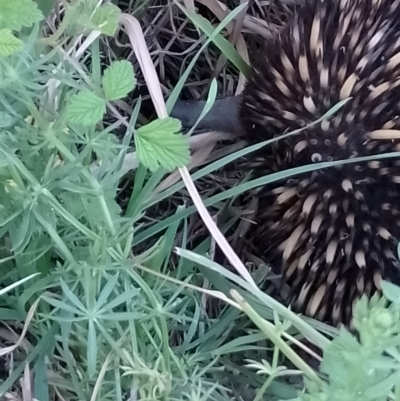 Tachyglossus aculeatus (Short-beaked Echidna) at Upper Kangaroo Valley, NSW - 22 Oct 2023 by Baronia