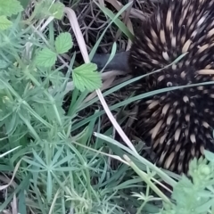 Tachyglossus aculeatus (Short-beaked Echidna) at Wingecarribee Local Government Area - 22 Oct 2023 by Baronia