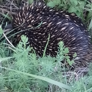 Tachyglossus aculeatus at Upper Kangaroo Valley - 22 Oct 2023