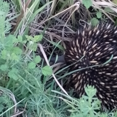 Tachyglossus aculeatus at Upper Kangaroo Valley - 22 Oct 2023