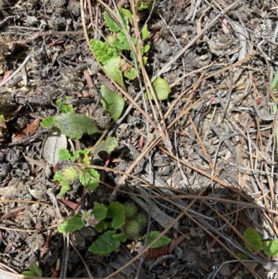 Commersonia prostrata (Dwarf Kerrawang) at Penrose, NSW - 7 Nov 2023 by Baronia