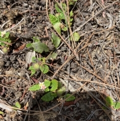 Commersonia prostrata at Penrose - 7 Nov 2023 01:03 PM