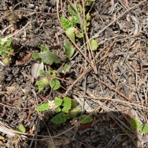 Commersonia prostrata at Penrose - 7 Nov 2023