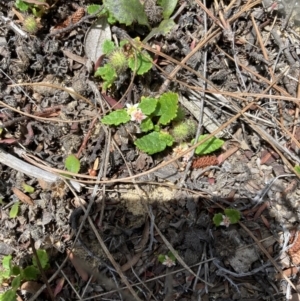 Commersonia prostrata at Penrose - 7 Nov 2023