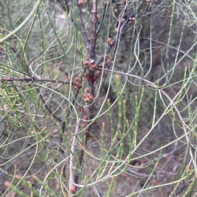 Allocasuarina diminuta at Penrose State Forest - 7 Nov 2023 by Baronia