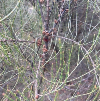 Allocasuarina diminuta at Penrose - 7 Nov 2023 by Baronia