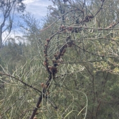 Allocasuarina diminuta at Penrose - 7 Nov 2023