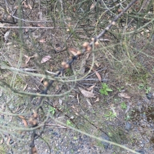 Allocasuarina diminuta at Penrose - 7 Nov 2023