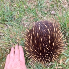 Tachyglossus aculeatus (Short-beaked Echidna) at Upper Kangaroo Valley - 6 Oct 2023 by Baronia