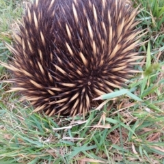 Tachyglossus aculeatus at Wingecarribee Local Government Area - 6 Oct 2023