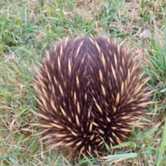 Tachyglossus aculeatus at Wingecarribee Local Government Area - 6 Oct 2023 04:37 PM