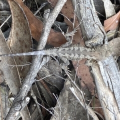 Rankinia diemensis (Mountain Dragon) at Penrose, NSW - 7 Nov 2023 by Baronia