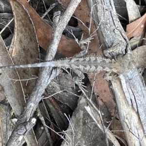 Rankinia diemensis at Penrose - 7 Nov 2023 01:16 PM