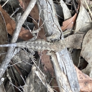 Rankinia diemensis at Penrose - 7 Nov 2023 01:16 PM