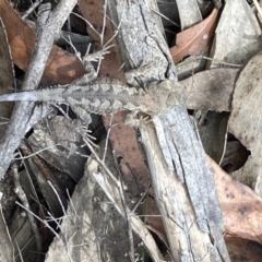 Rankinia diemensis at Penrose - 7 Nov 2023 01:16 PM