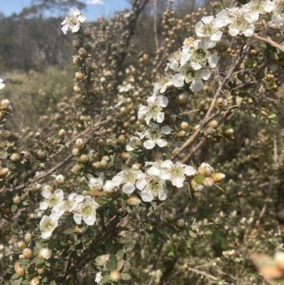 Leptospermum sp. at Penrose State Forest - 7 Nov 2023 by Baronia