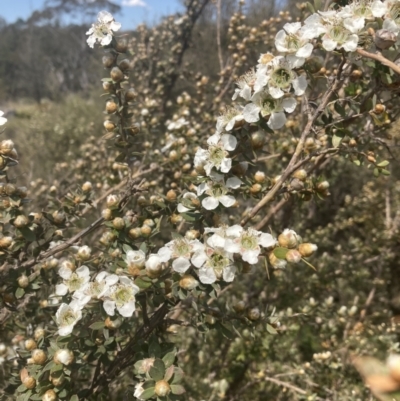 Leptospermum sp. at Wingecarribee Local Government Area - 7 Nov 2023 by Baronia