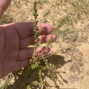 Persoonia oxycoccoides at Wingecarribee Local Government Area - suppressed