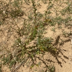 Persoonia oxycoccoides at Wingecarribee Local Government Area - suppressed