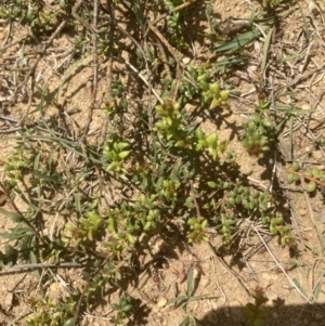 Persoonia oxycoccoides at Wingecarribee Local Government Area - 7 Nov 2023