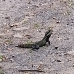 Intellagama lesueurii lesueurii (Eastern Water Dragon) at Moss Vale - 3 Oct 2023 by Baronia