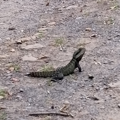 Intellagama lesueurii lesueurii (Eastern Water Dragon) at Wingecarribee Local Government Area - 3 Oct 2023 by Baronia