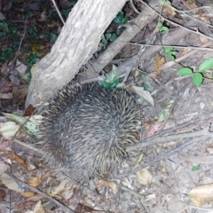 Tachyglossus aculeatus (Short-beaked Echidna) at Upper Kangaroo River, NSW - 3 Oct 2023 by Baronia