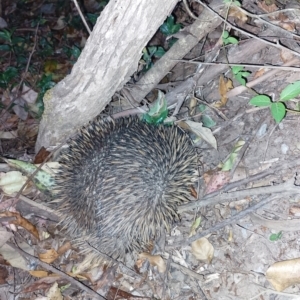 Tachyglossus aculeatus at Upper Kangaroo River, NSW - 3 Oct 2023