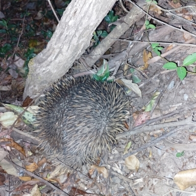 Tachyglossus aculeatus (Short-beaked Echidna) at Upper Kangaroo River, NSW - 3 Oct 2023 by Baronia