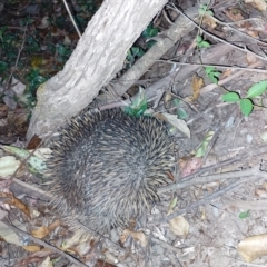 Tachyglossus aculeatus at Upper Kangaroo River, NSW - 3 Oct 2023