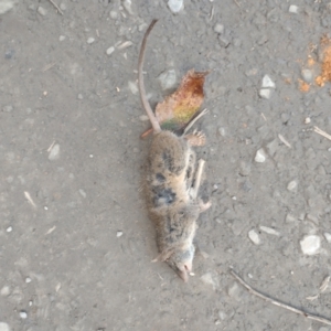Antechinus sp. (genus) at Upper Kangaroo River, NSW - 26 Aug 2023 03:52 PM