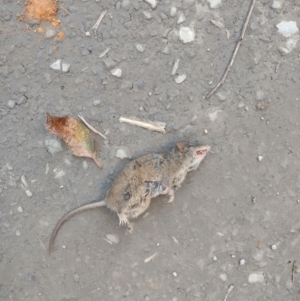 Antechinus sp. (genus) at Upper Kangaroo River, NSW - 26 Aug 2023 03:52 PM