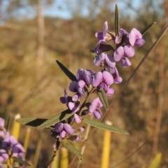 Hovea heterophylla (Common Hovea) at Tuggeranong, ACT - 7 Aug 2023 by MichaelBedingfield