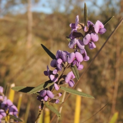 Hovea heterophylla (Common Hovea) at Pine Island to Point Hut - 7 Aug 2023 by MichaelBedingfield